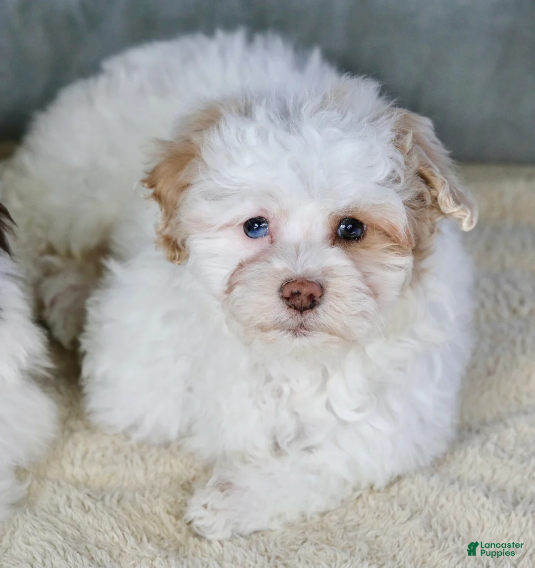 Shihpoo dogs for sale: Charlee - Ad 5