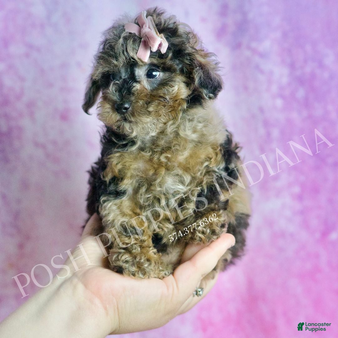 Toy Poodle dogs for sale: Tiana - Ad 1