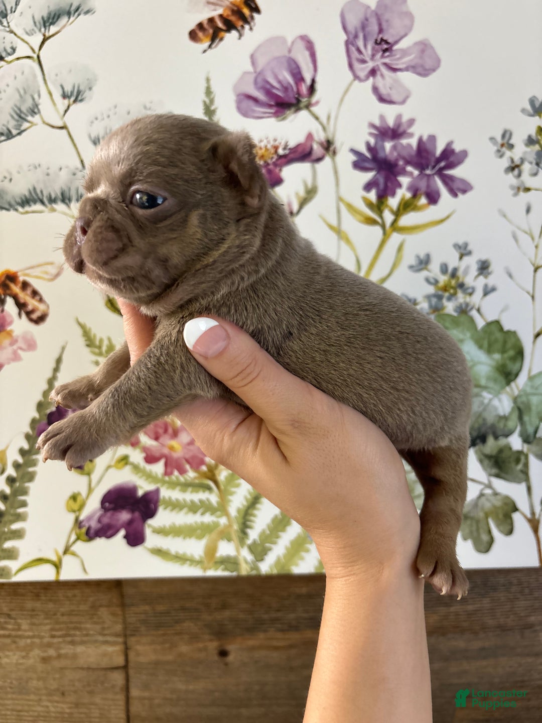 French Bulldog dogs for sale: Scarecrow - Ad 1