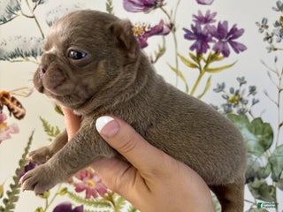 French Bulldog dogs Scarecrow - Ad 17