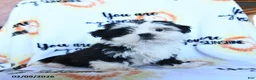 Shih Tzu dogs for sale: Coco - Ad 2