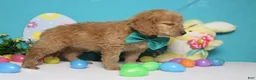 Goldendoodle dogs for sale: Dew - Ad 9