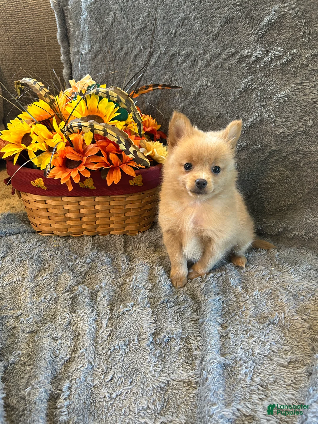 Pomeranian dogs for sale: Joey - Ad 2