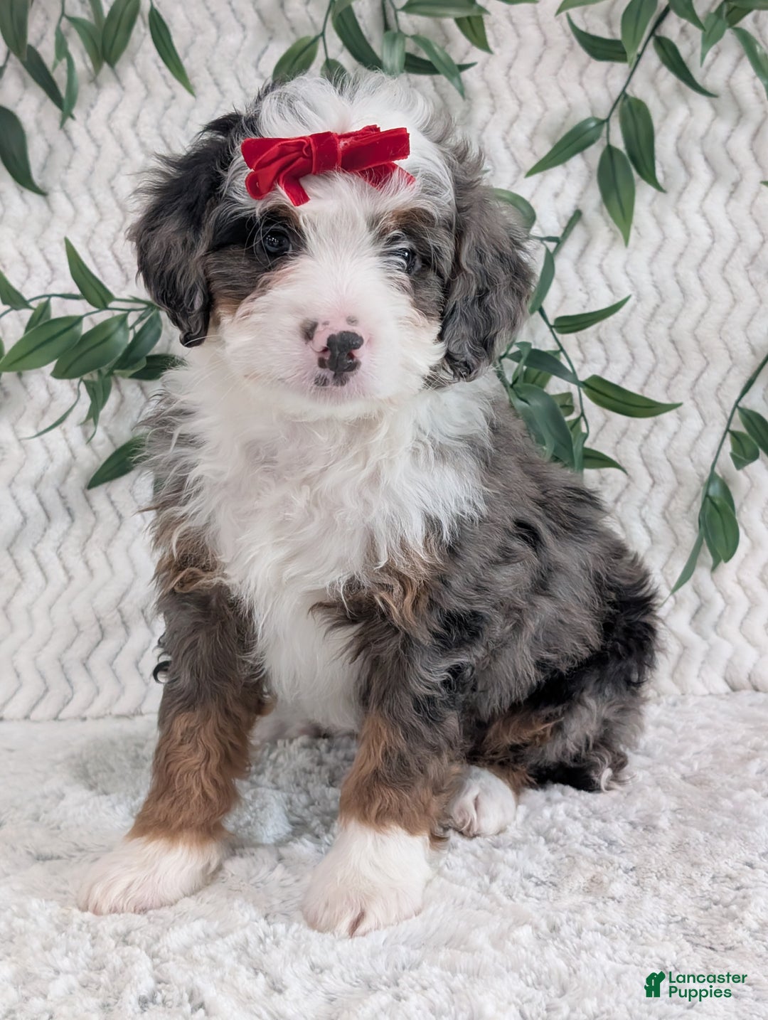 Mini Bernedoodle dogs for sale: Mini Marko  - Ad 5