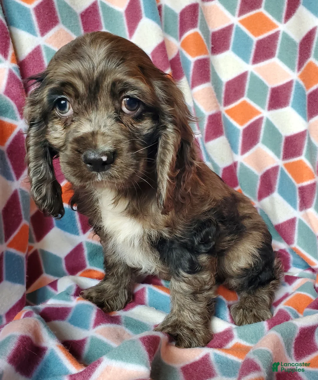 Cocker Spaniel dogs for sale: Fiona - Ad 1