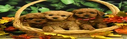 Cavapoo dogs for sale: Cinnamon - Ad 4