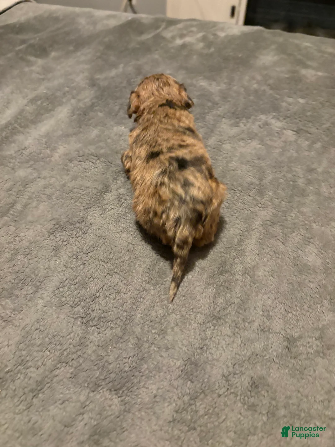 Toy Poodle dogs for sale: Mary - Ad 3