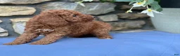 Miniature Poodle dogs for sale: Murphy - Ad 10