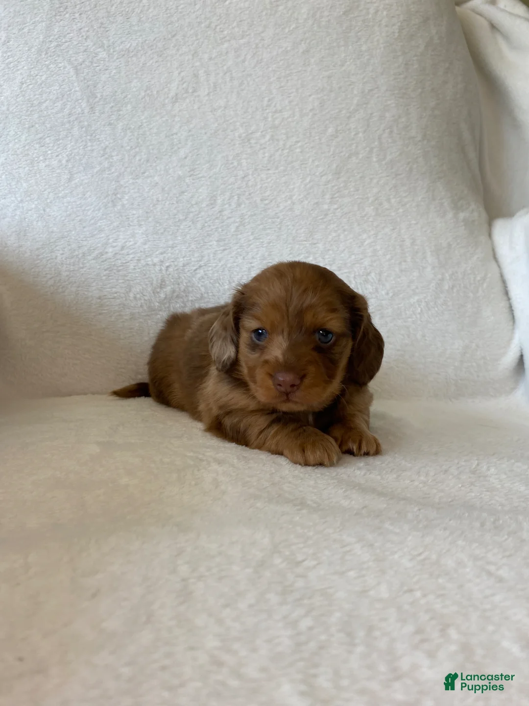 Miniature Dachshund dogs for sale: Miniature Dachshund Puppy 2 - Ad 1