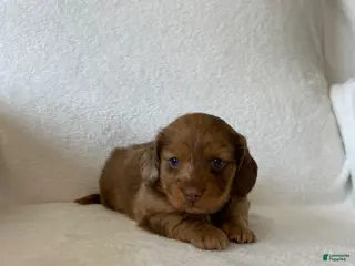 Miniature Dachshund dogs for sale: Miniature Dachshund Puppy 2 - Ad 2