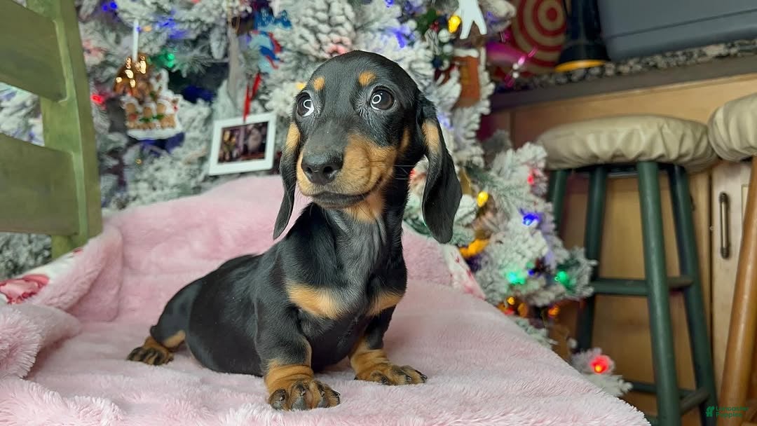 Miniature Dachshund dogs  Puppy 3 - Ad 3