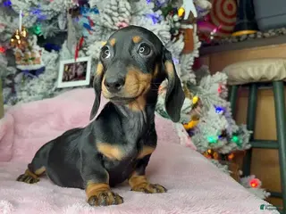 Miniature Dachshund dogs Puppy 3 - Ad 3