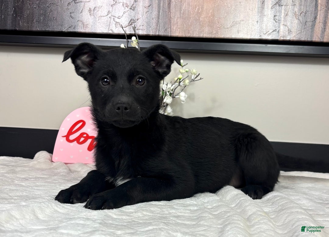 Mixed Breed dogs for sale: Kendall - Ad 5