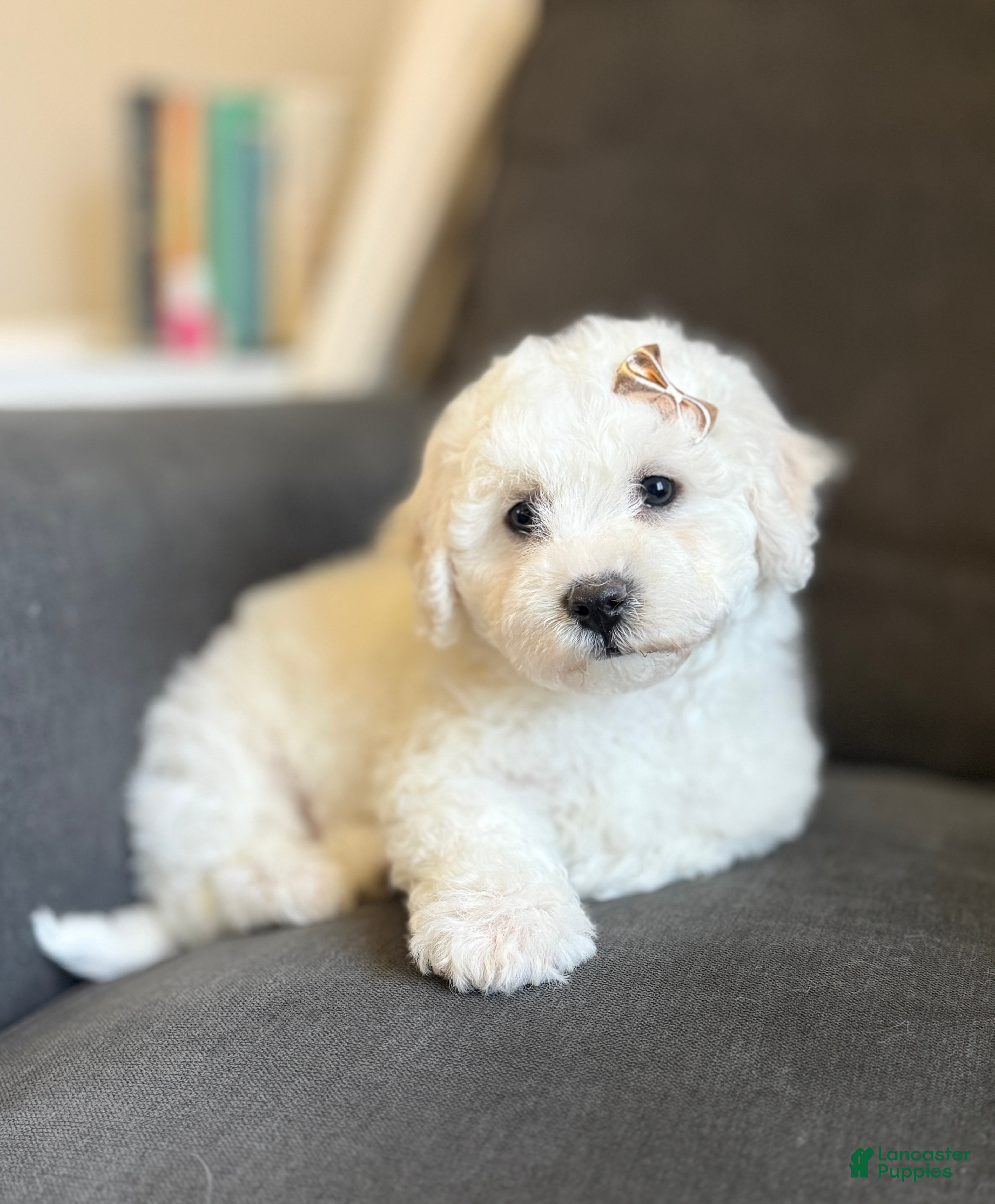 Bichon Frise dogs 🍀 Clover 🍀 AKC - Ad 2
