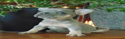 French Bulldog dogs for sale: Milly - Ad 4