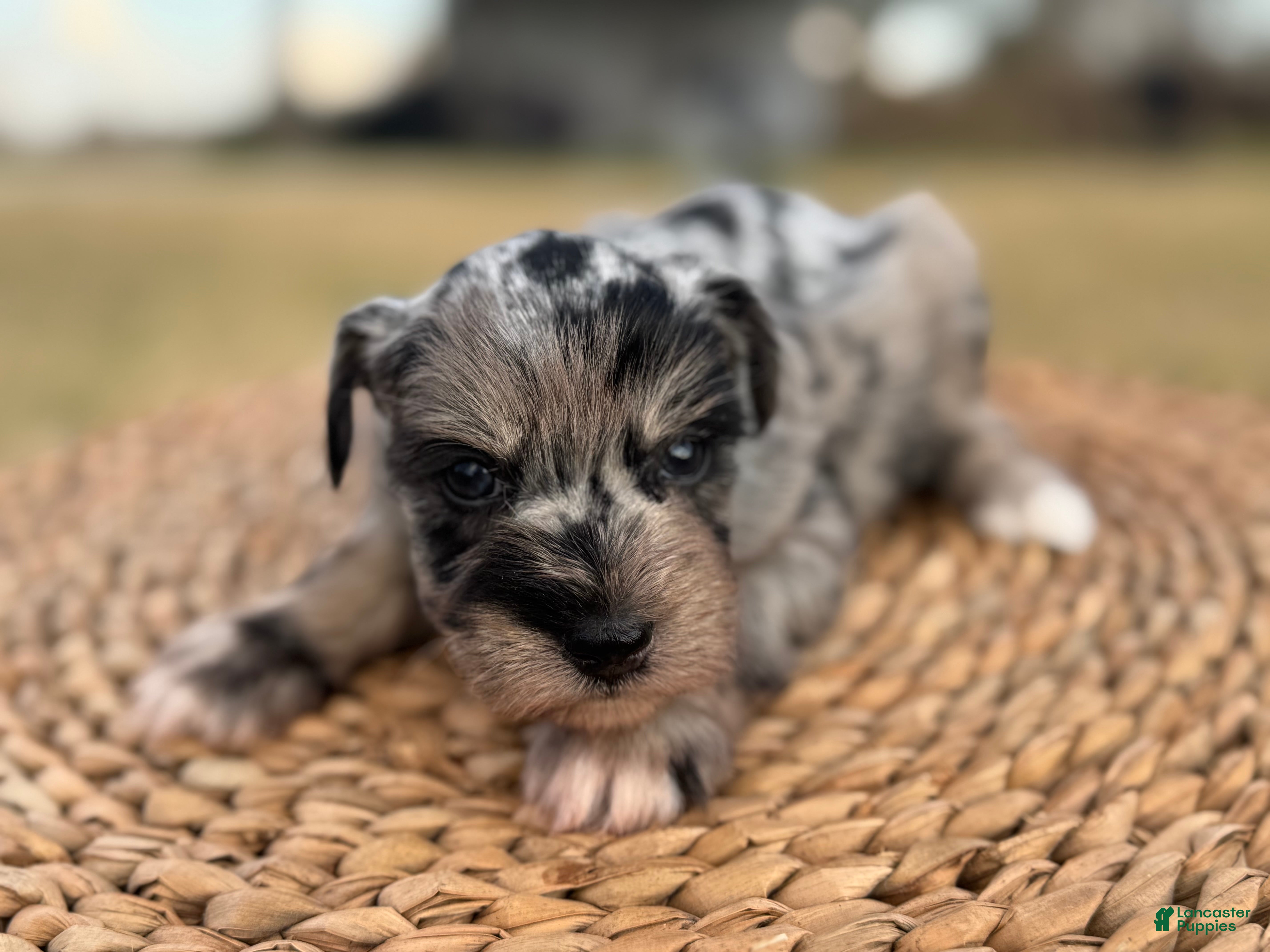 Miniature Schnauzer dogs Turk - Ad 1