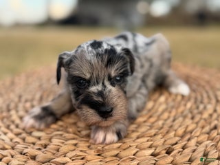 Miniature Schnauzer dogs Turk - Ad 1