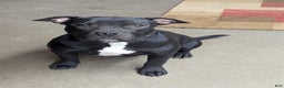 American Bully dogs for sale: American Bully Puppy 5 - Ad 2