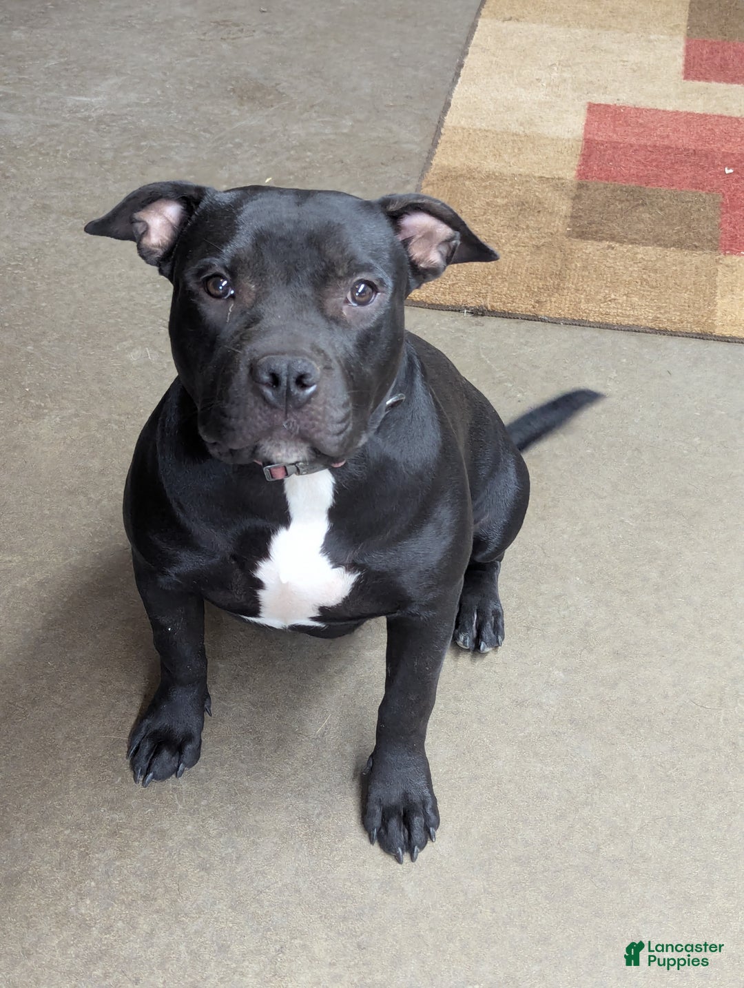 American Bully dogs for sale: American Bully Puppy 5 - Ad 2