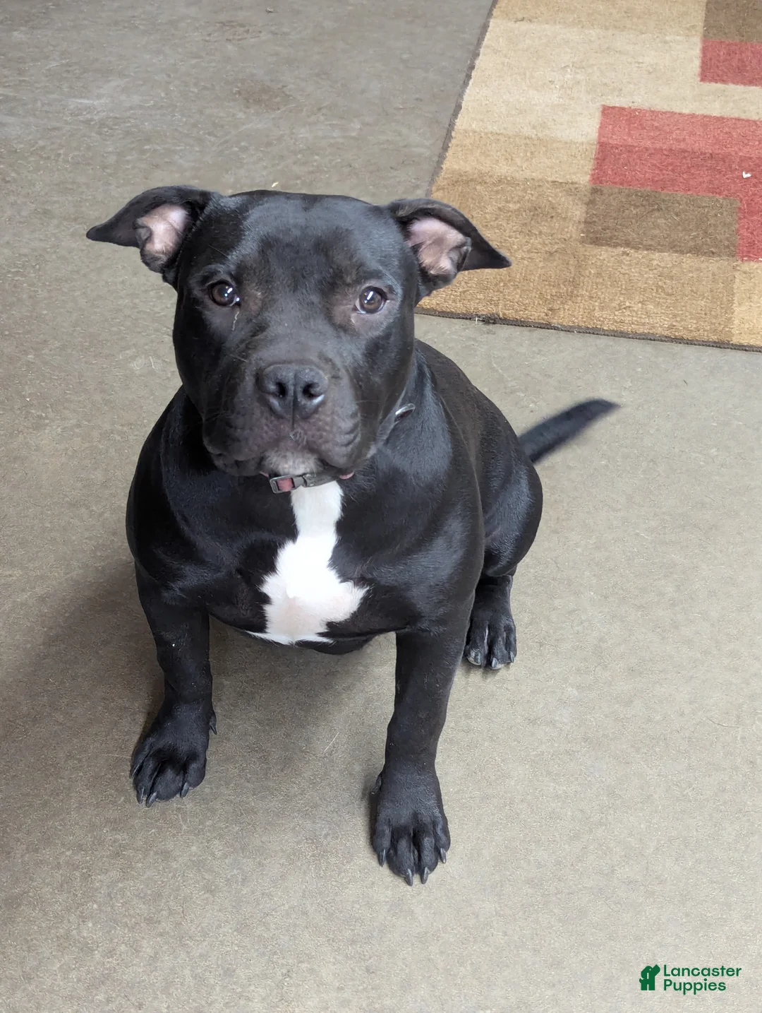 American Bully dogs for sale: American Bully Puppy 5 - Ad 2