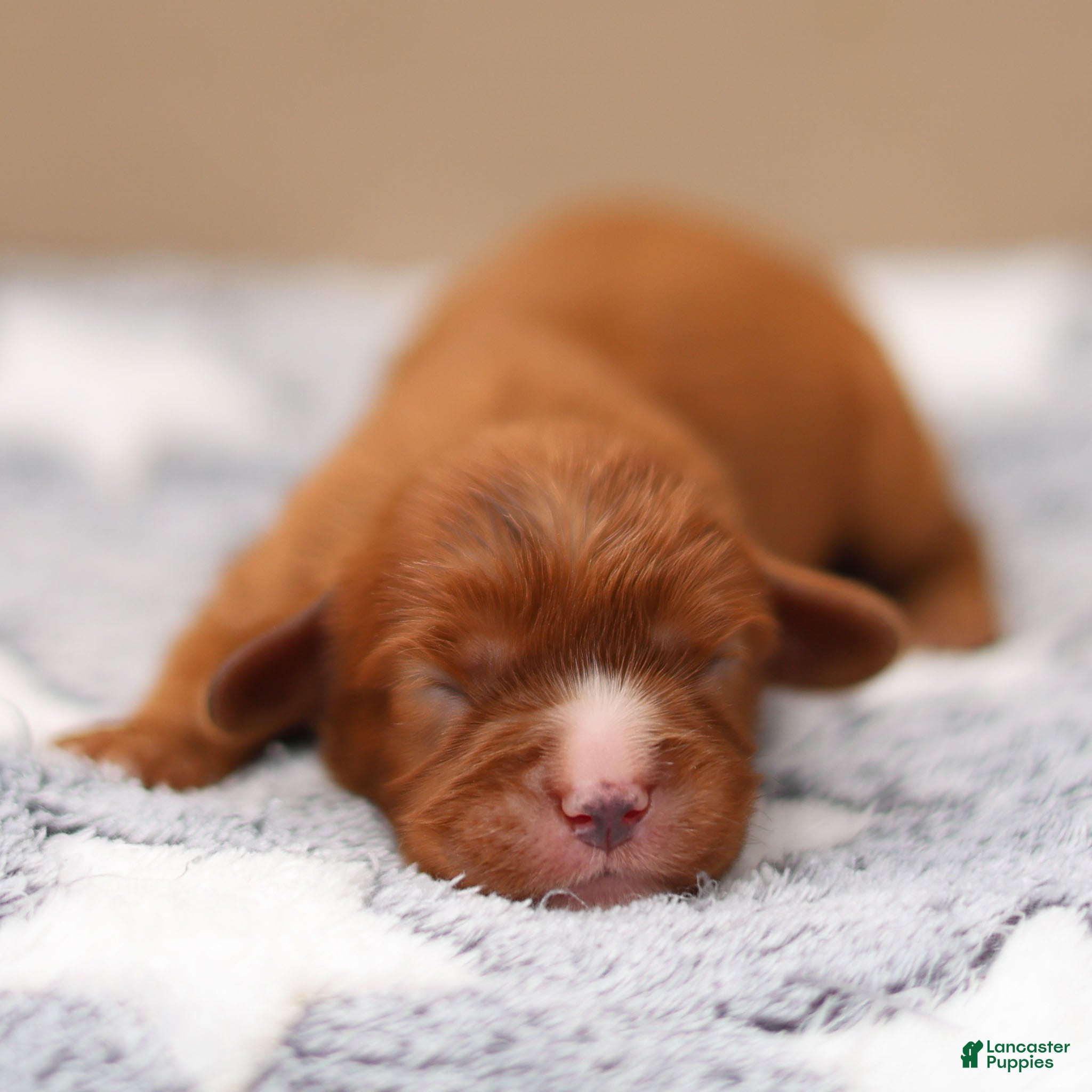 Cavalier King Charles Spaniel dogs Jasper Cavalier King Charles Spaniel  - Ad 1