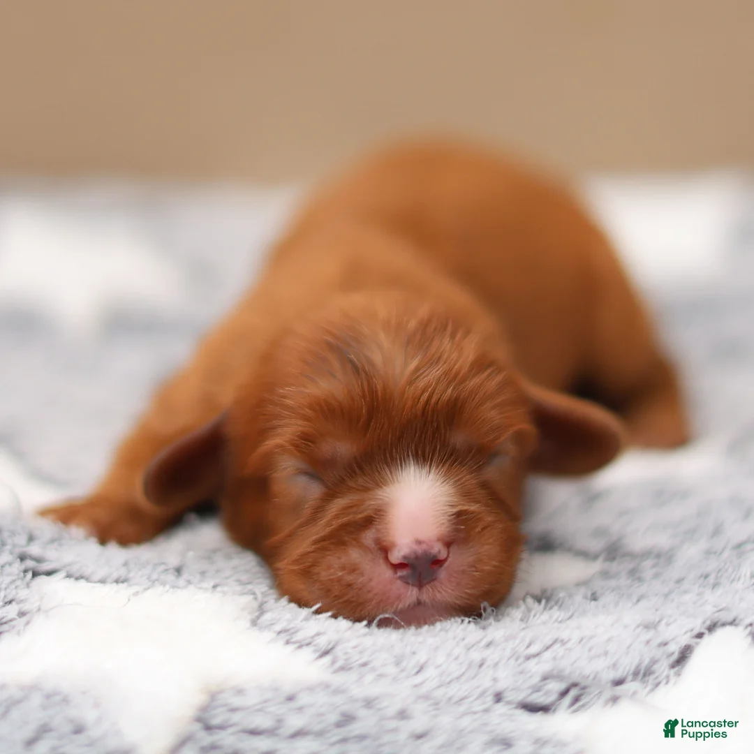 Cavalier King Charles Spaniel dogs for sale: Jasper Cavalier King Charles Spaniel  - Ad 1