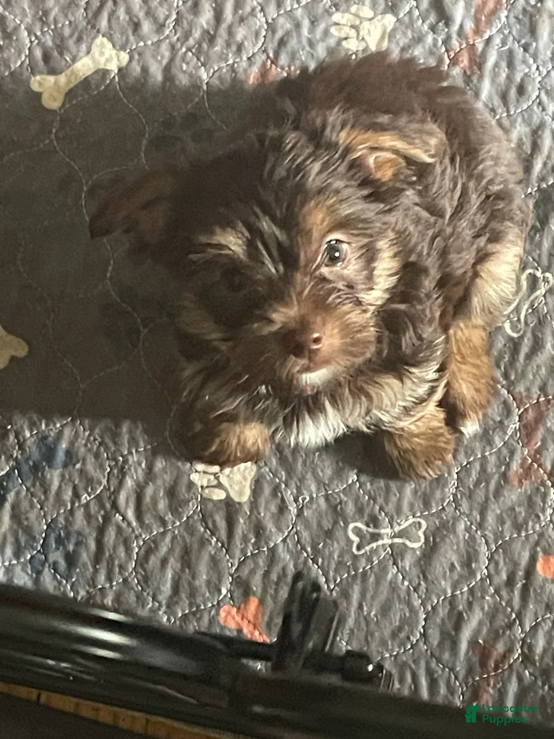 Yorkshire Terrier dogs for sale: Will - Ad 1