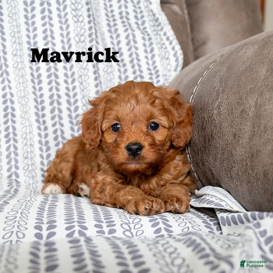 Cockapoo dogs Mavrick - Ad 13