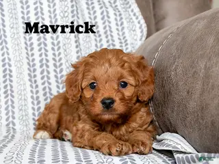 Cockapoo dogs Mavrick - Ad 21