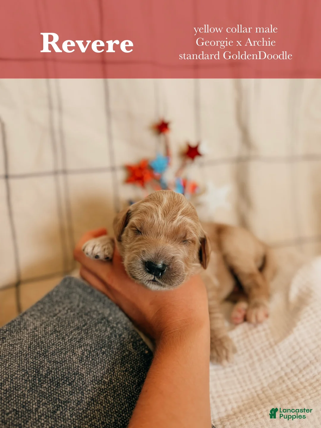 Goldendoodle dogs for sale: Revere - Ad 1