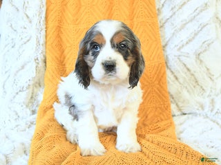 Cocker Spaniel dogs - Ad 19