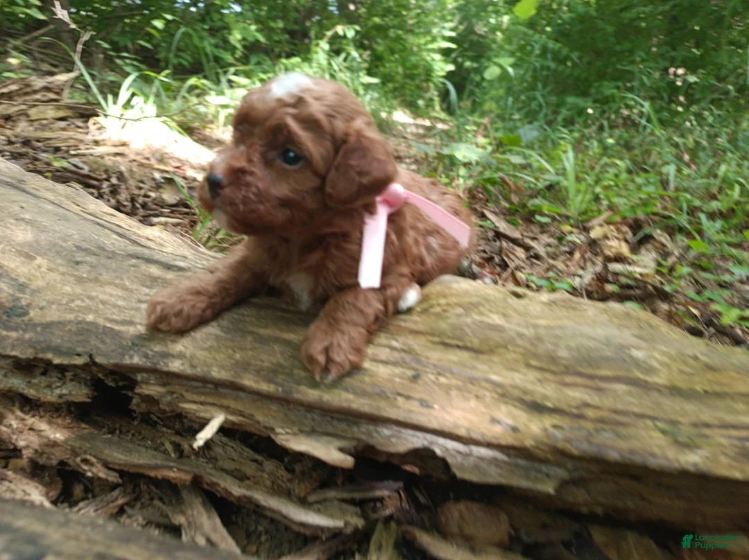 Miniature Poodle dogs for sale: Odessa  - Ad 2