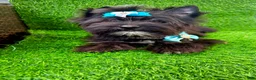 Yorkshire Terrier dogs for sale: Black male  - Ad 4