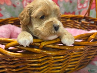 Cockapoo dogs Cockapoo Puppy 4 - Ad 2