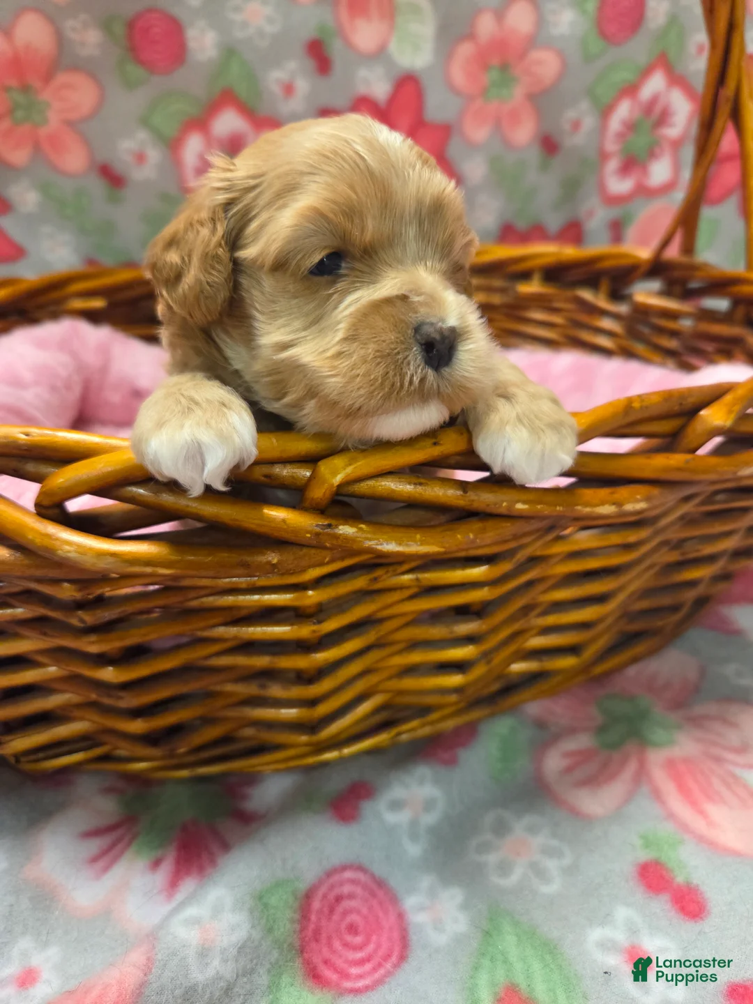 Cockapoo dogs for sale: Cockapoo Puppy 4 - Ad 1