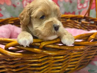 Cockapoo dogs Cockapoo Puppy 4 - Ad 1