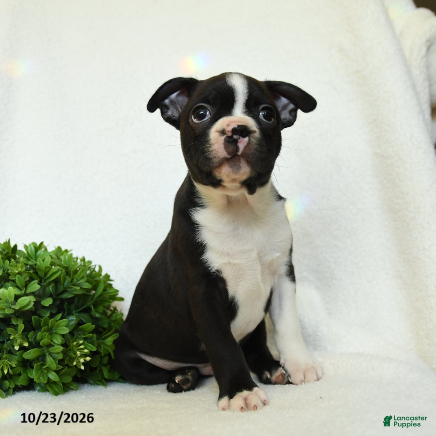 Boston Terrier dogs for sale: Gus - Ad 2
