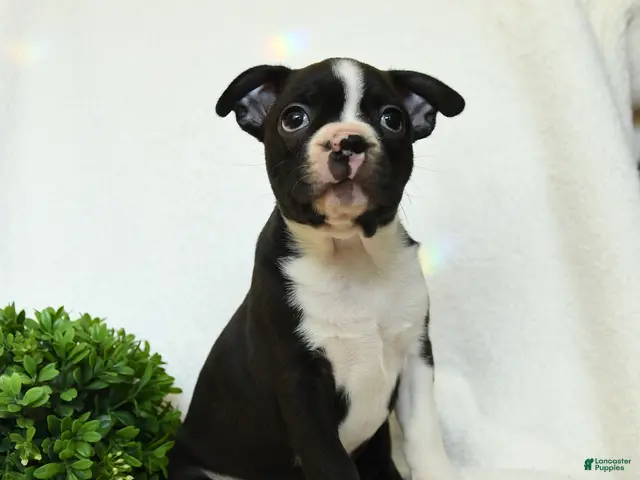 Boston Terrier dogs for sale: Gus - Ad 2
