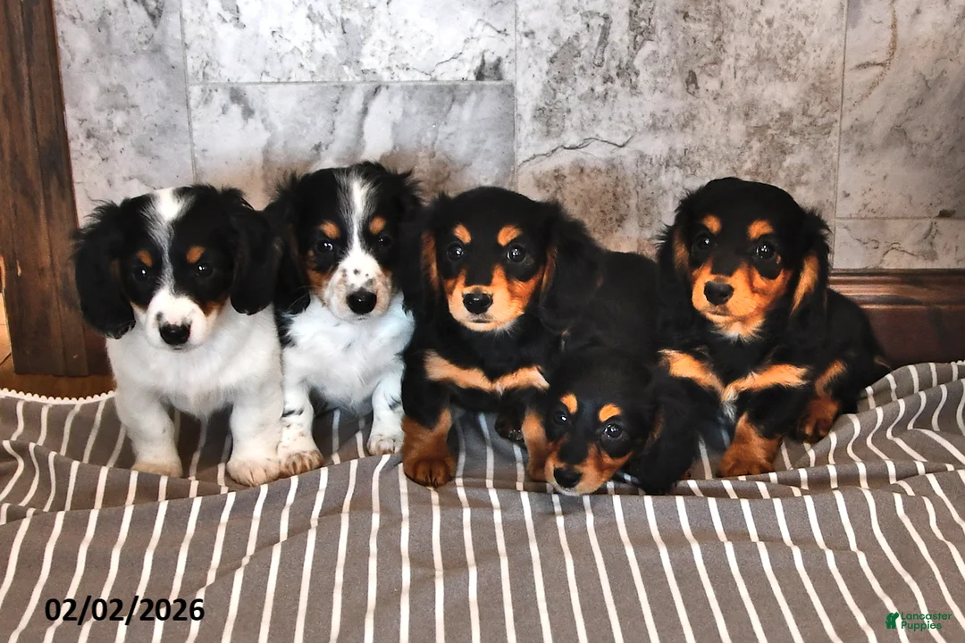 Miniature Dachshund dogs for sale: Valerie - Ad 3