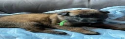 Belgian Malinois dogs for sale: Boy 1 - Ad 1