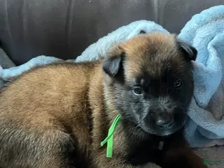 Belgian Malinois dogs Boy 1 - Ad 20