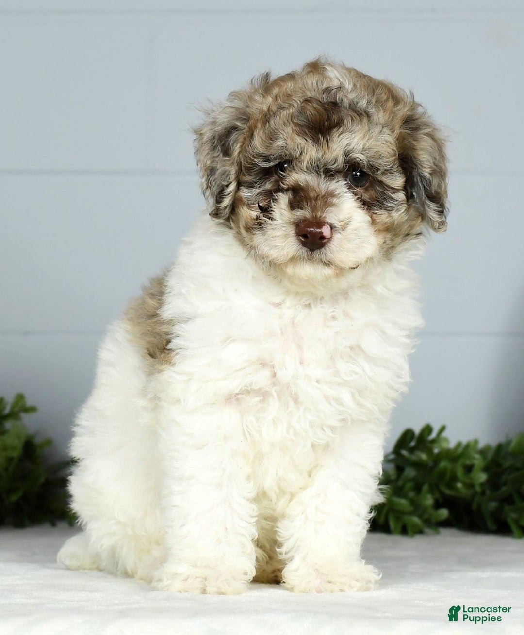 Miniature Poodle dogs for sale: Jace - Ad 8