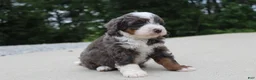 Mini Bernedoodle dogs for sale: Sophia - Ad 4