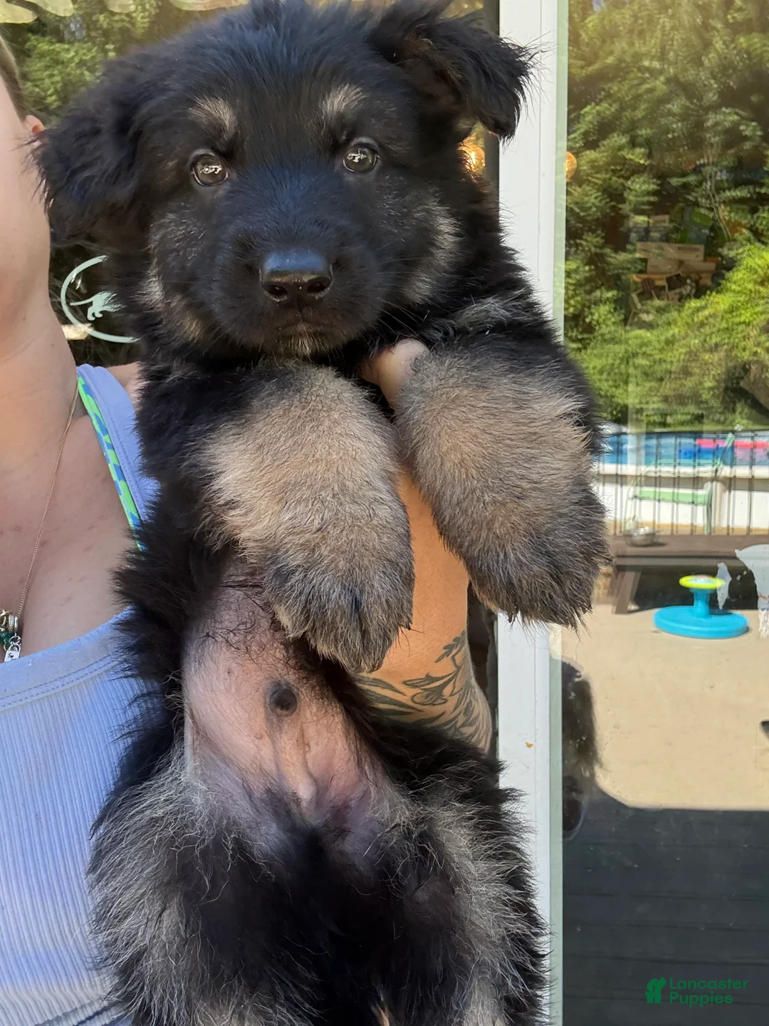 German Shepherd dogs for sale: German Shepherd - Red - - Ad 1
