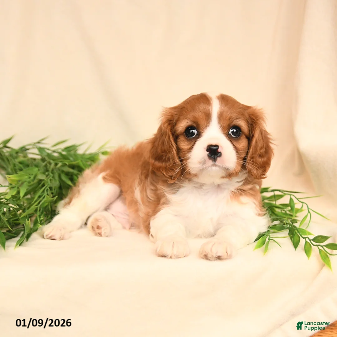 Cavalier King Charles Spaniel dogs for sale: Eliot - Ad 3