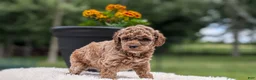Miniature Poodle dogs for sale: Remi - Ad 7