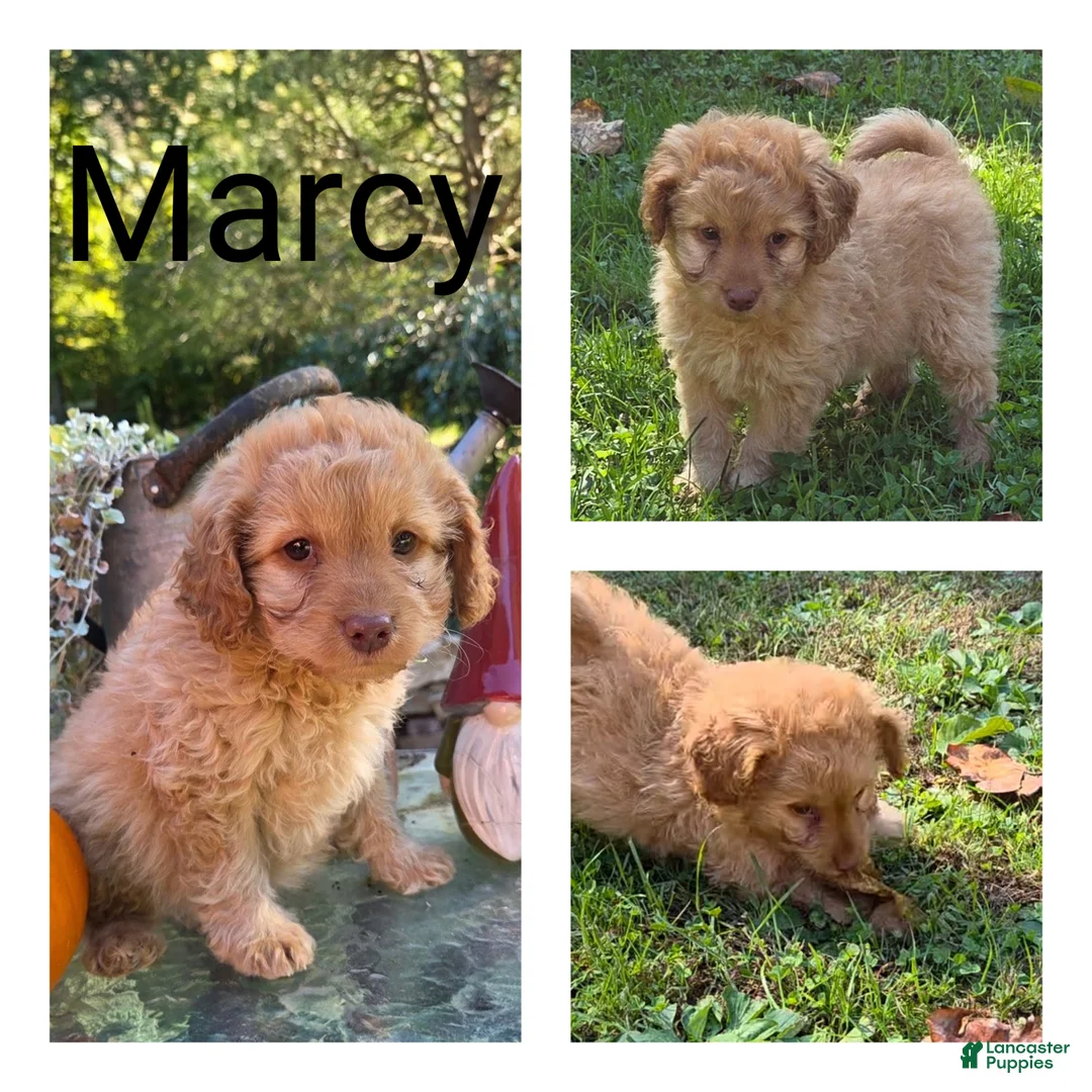 Cavapoo dogs for sale: Marcy - Ad 1
