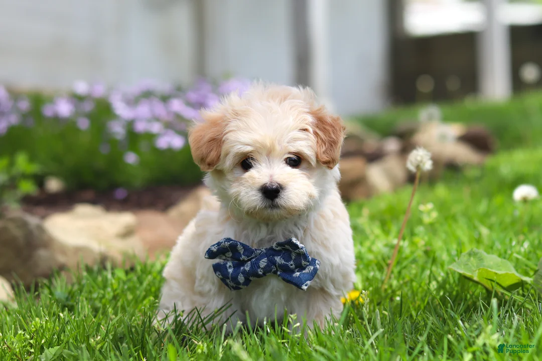 Maltipoo dogs for sale: Finn - Ad 1