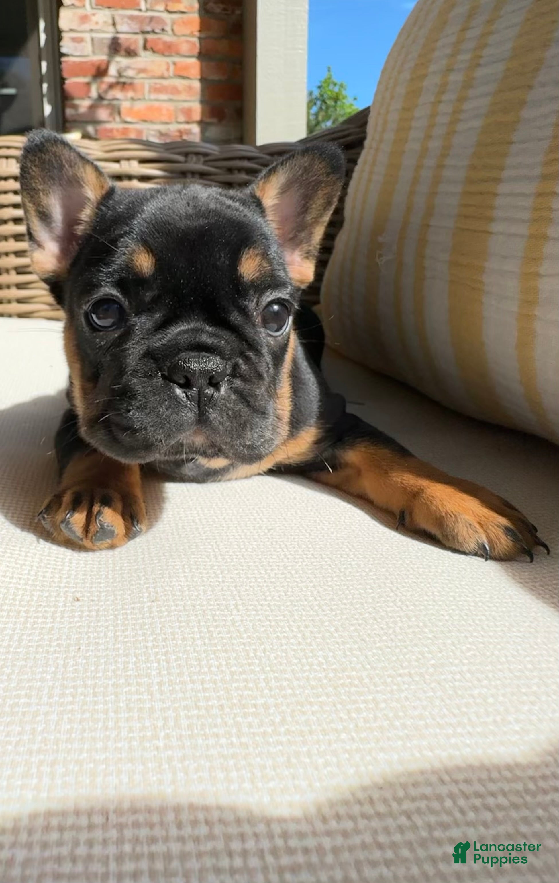 French Bulldog dogs for sale: Pepper - Ad 4