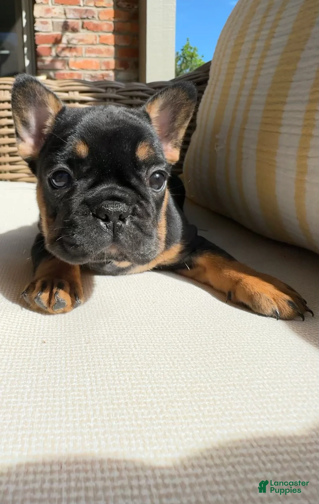 French Bulldog dogs for sale: Pepper - Ad 1